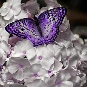 Meet your Posher, Sebrina